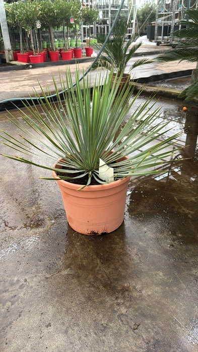 <h4>YUC ROSTRATA</h4>