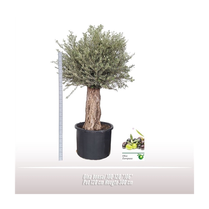 <h4>Olea bonsai 100-120 *106*</h4>