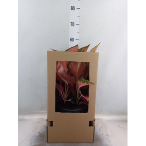 Aglaonema   ...