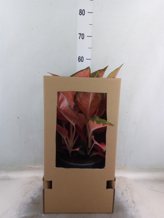 <h4>Aglaonema   ...</h4>