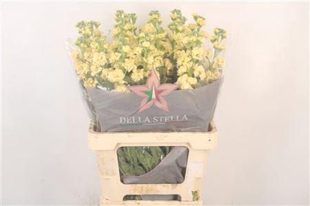 <h4>Matth Iron Yellow</h4>