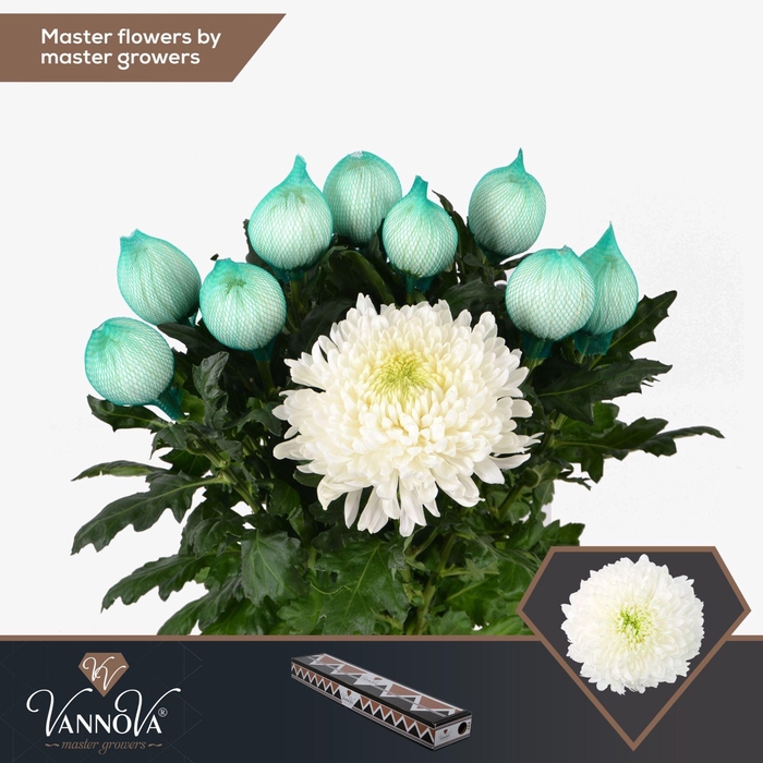 <h4>Chrysanthemum PL 'Magnum'</h4>