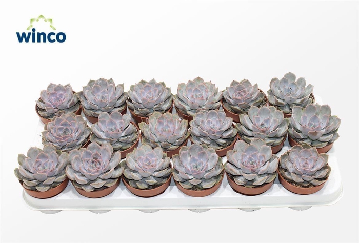 Echeveria Amore