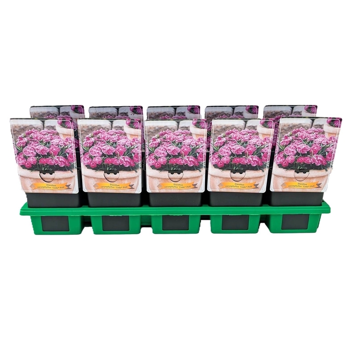 <h4>Dianthus caryophyllus Code ® 'Pink' P11</h4>