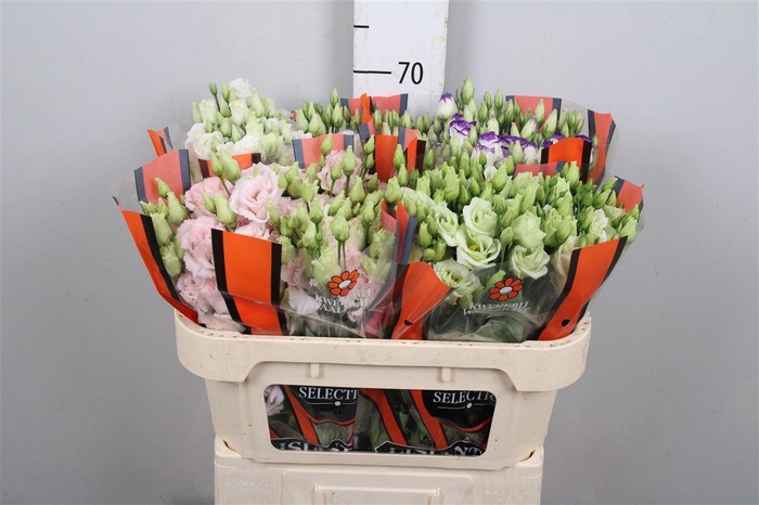 <h4>Eus G Gemengd</h4>