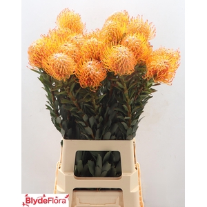 LEUCO AYOBA SUN