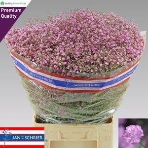 <h4>GYPS PA MY PINK 70gr SPITZENQUALITÄT</h4>
