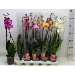 PHAL GEM 7 KL