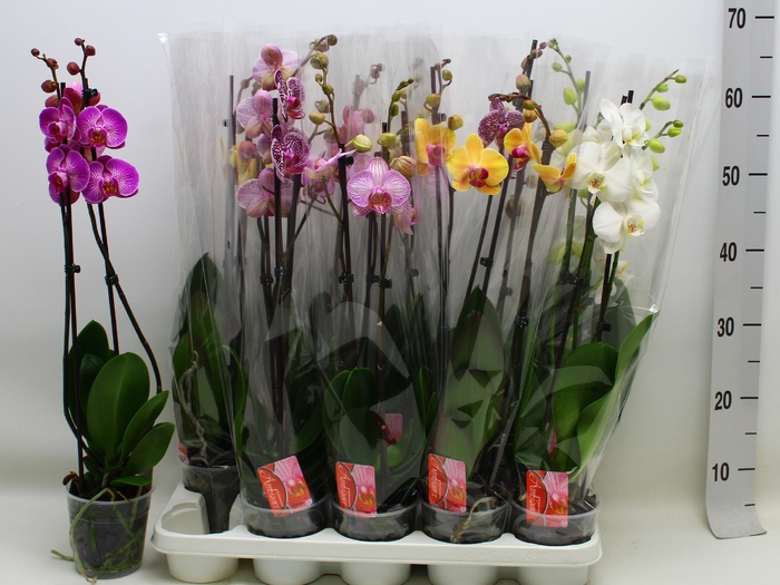 <h4>PHAL GEM 7 KL</h4>