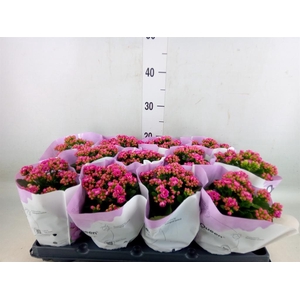 Kalanchoe blos.   ..rosebud