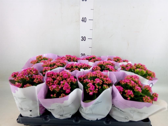 <h4>Kalanchoe blos.   ..rosebud</h4>