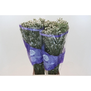 Limonium White Diamond