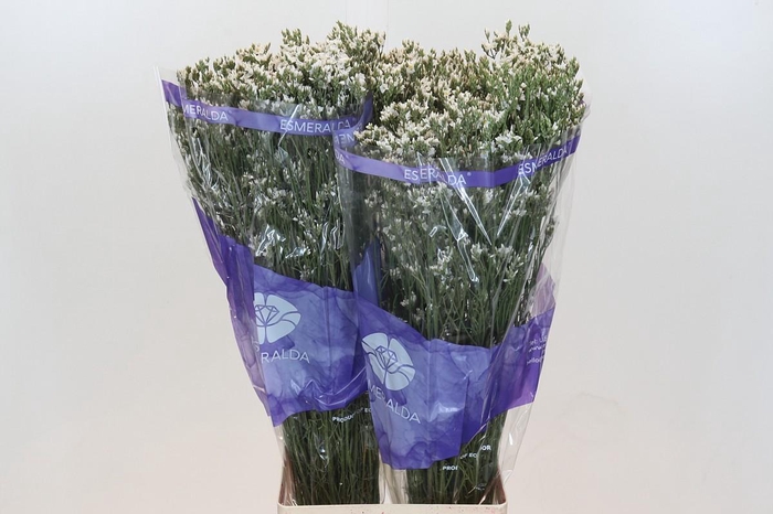 <h4>Limonium White Diamond</h4>