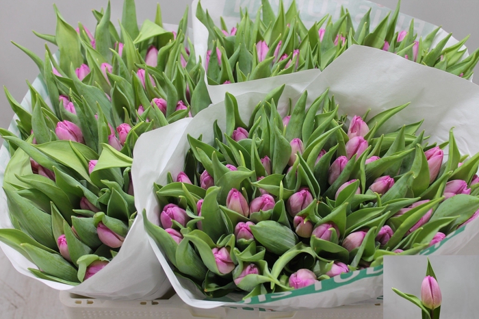 <h4>TU EN SUGAR PRINCE</h4>