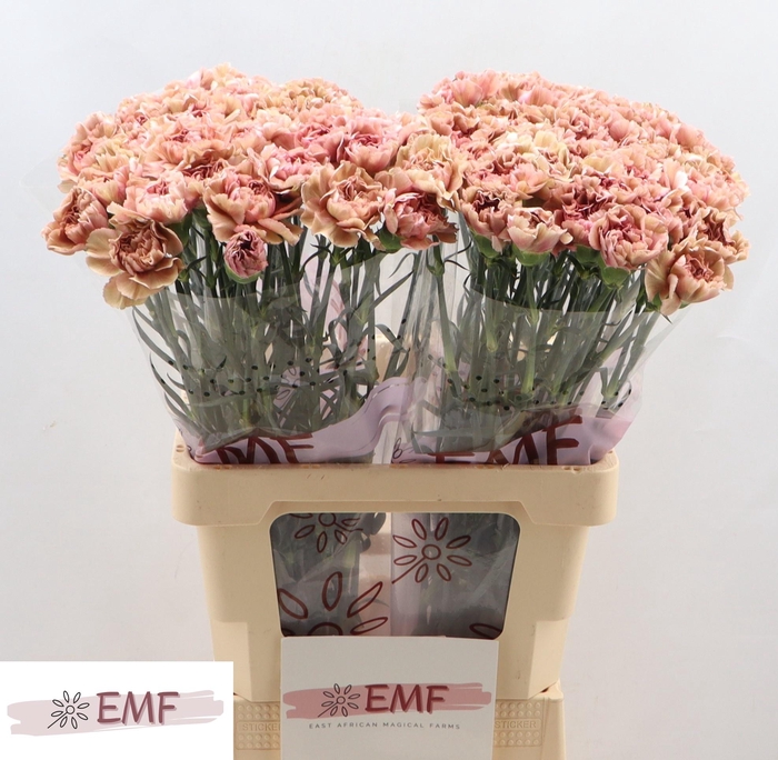 <h4>DI ST MISS MARBLE</h4>