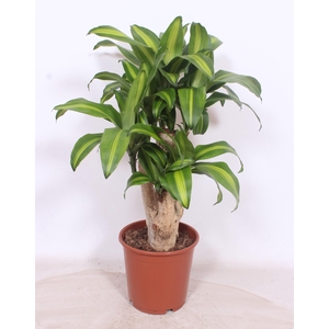 Dracaena Massangeana