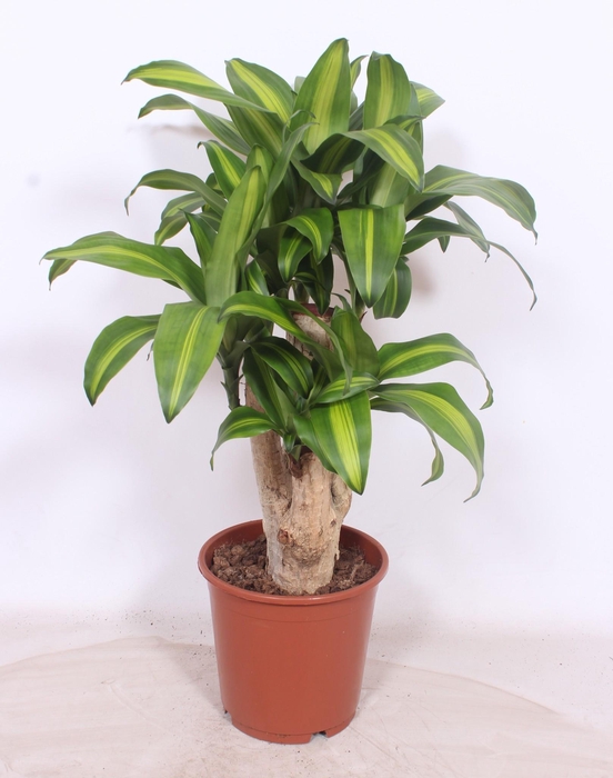 <h4>Dracaena Massangeana</h4>