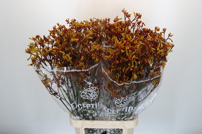 <h4>Anigozanthos Gold Fever</h4>