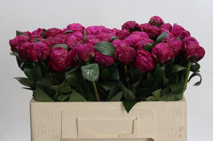 <h4>Paeonia Red Sarah</h4>