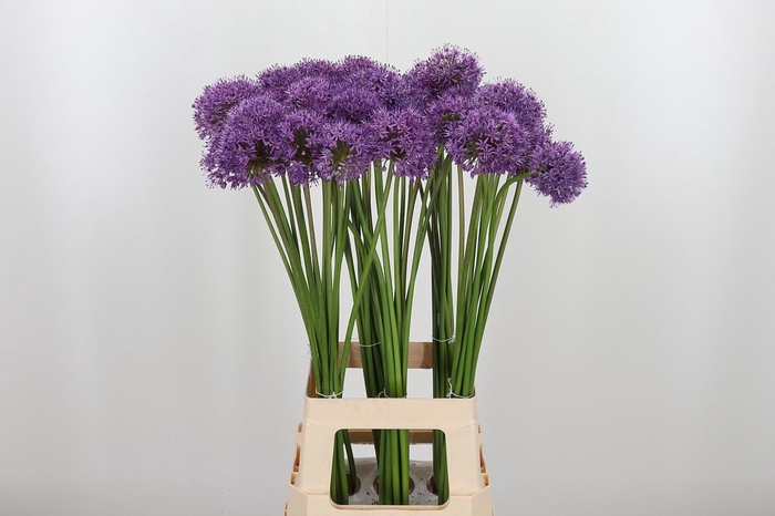 <h4>Allium Gladiator</h4>