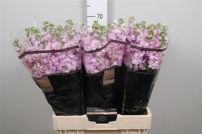 <h4>Matth Mathilda Pink</h4>