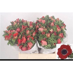 Anemone Mistral Red