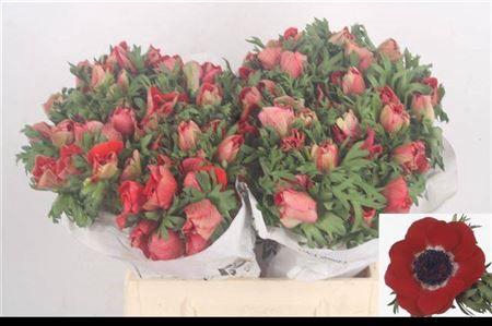 <h4>Anemone Mistral Red</h4>