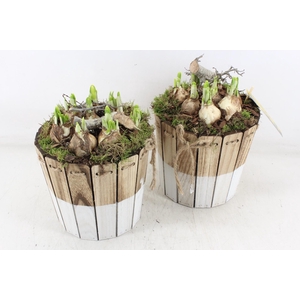 arr4 Narcis MB - Ton brown/white 344/3