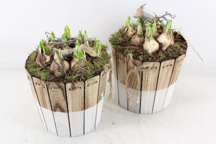 <h4>arr4 Narcis MB - Ton brown/white 344/3</h4>