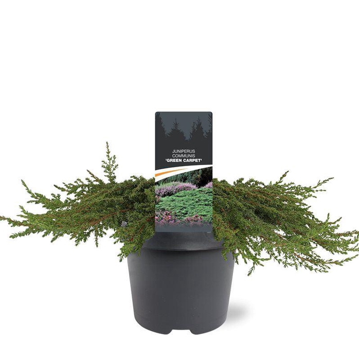 <h4>Juniperus communis Green Carpet</h4>