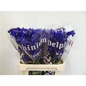 Delph En Atlantis 80cm