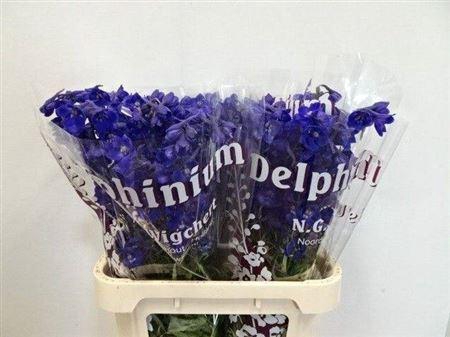 <h4>Delph En Atlantis 80cm</h4>