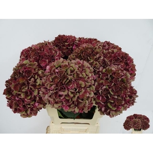 Hydrangea mag pink ruby classic