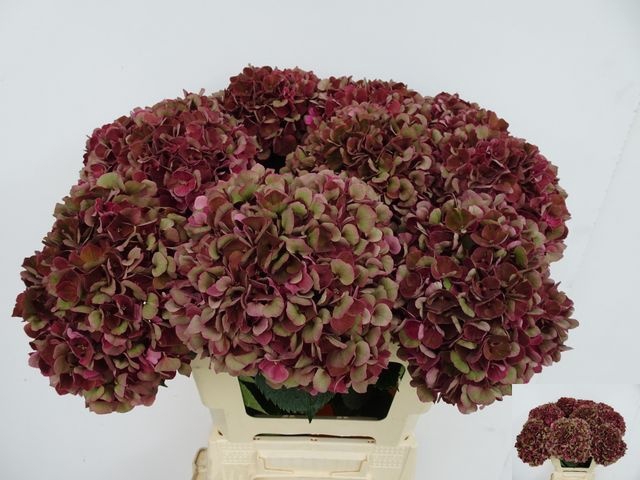 <h4>Hydrangea mag pink ruby classic</h4>