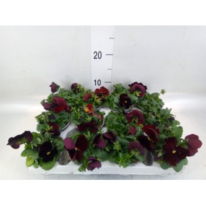 Viola wr. 'Matrix Red Blotch'