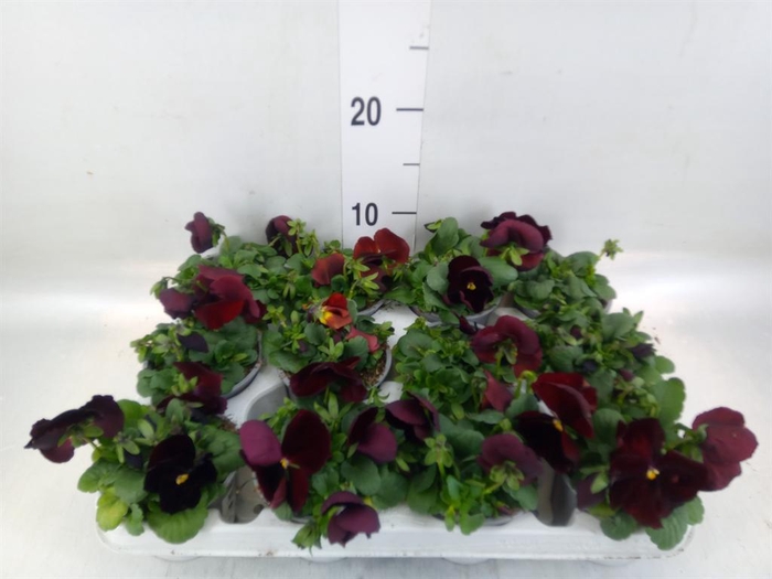<h4>Viola wr. 'Matrix Red Blotch'</h4>
