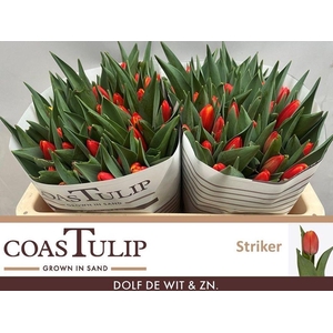 Tulipa si striker