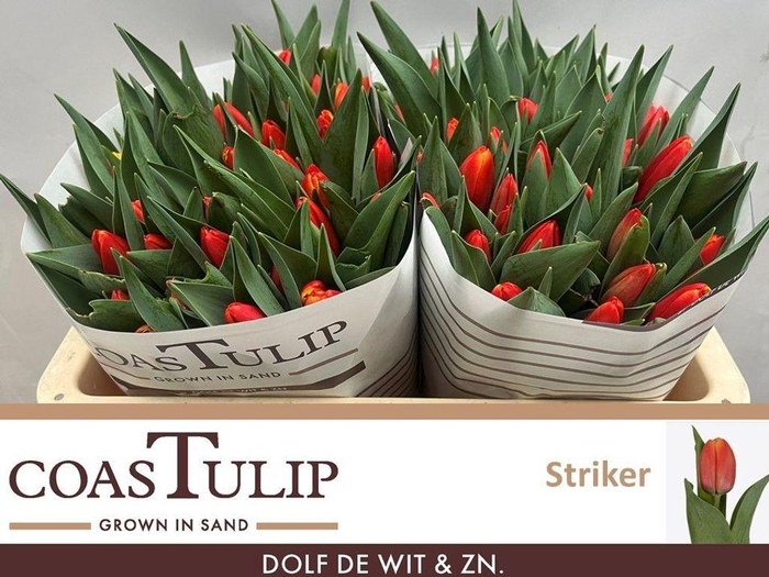 <h4>Tulipa si striker</h4>