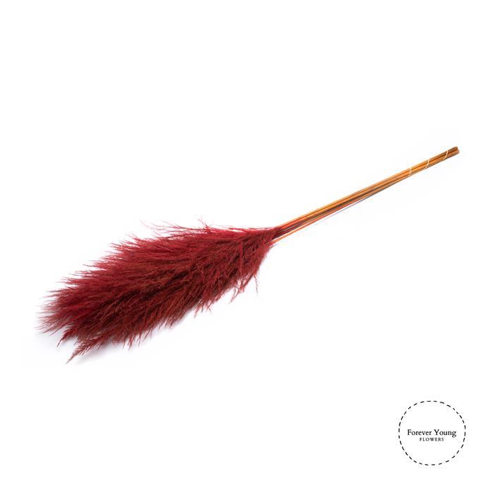 <h4>DRIED FLOWERS - PAMPAS RED XXXL</h4>
