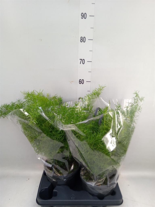 <h4>Asparagus dens. 'Sprengeri'</h4>