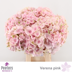 HYDR M CH VERENA