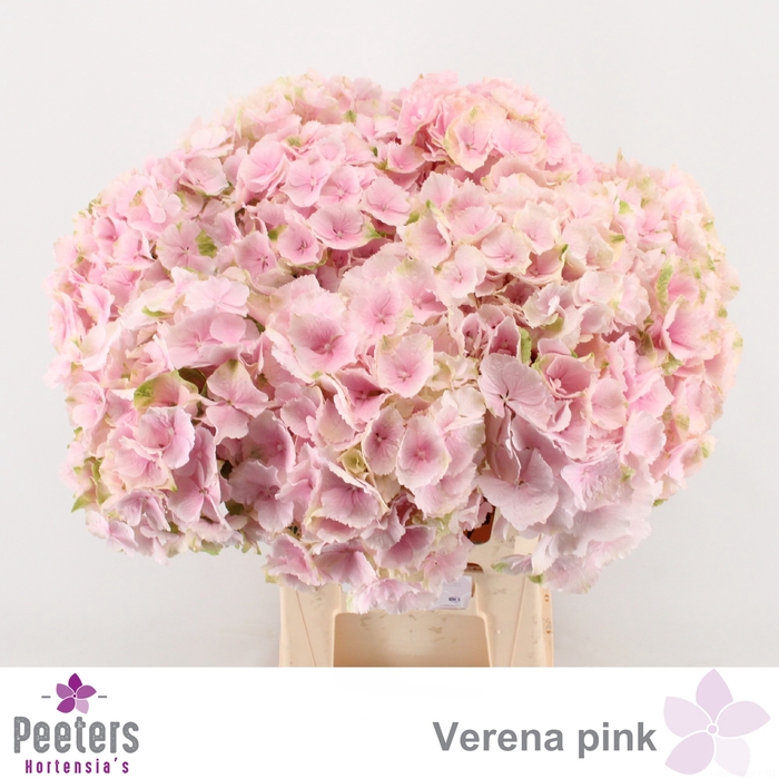<h4>HYDR M CH VERENA</h4>