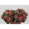 Banksia Coccinea