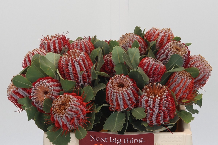 <h4>Banksia Coccinea</h4>