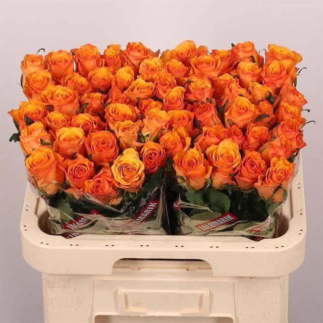 <h4>R Gr Tycoon</h4>