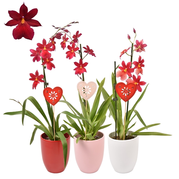 <h4>Moederdag Cambria 'Nelly Isler' Red Velvet 1 tak met roze, wit en rood keramiek</h4>