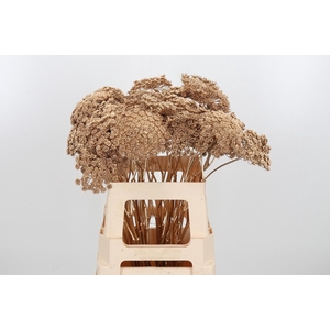 Ammi Zaad Kl Bh Antiek Goud