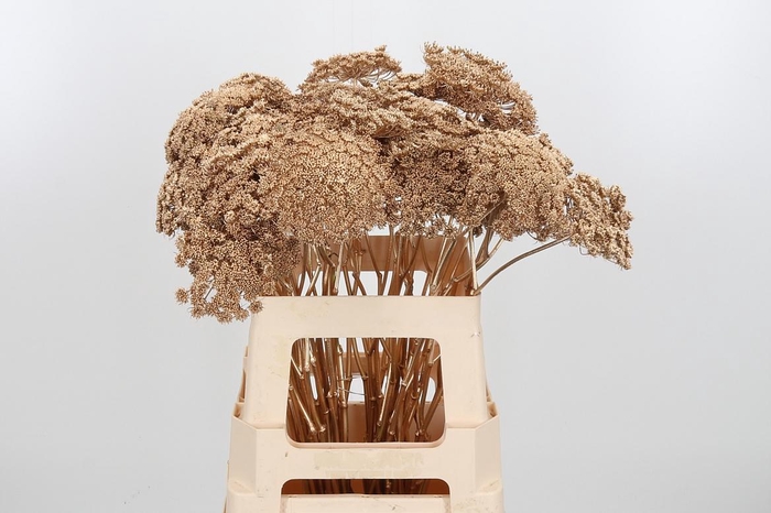 <h4>Ammi Zaad Kl Bh Antiek Goud</h4>