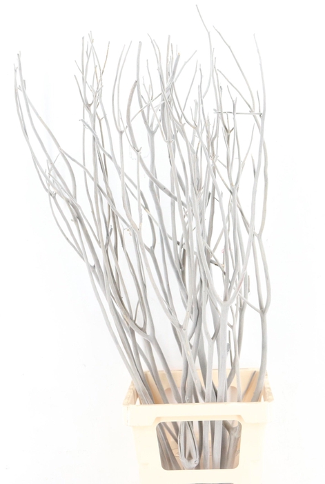 <h4>MITSUMATA H%</h4>