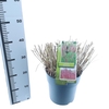 Miscanthus Red Chief